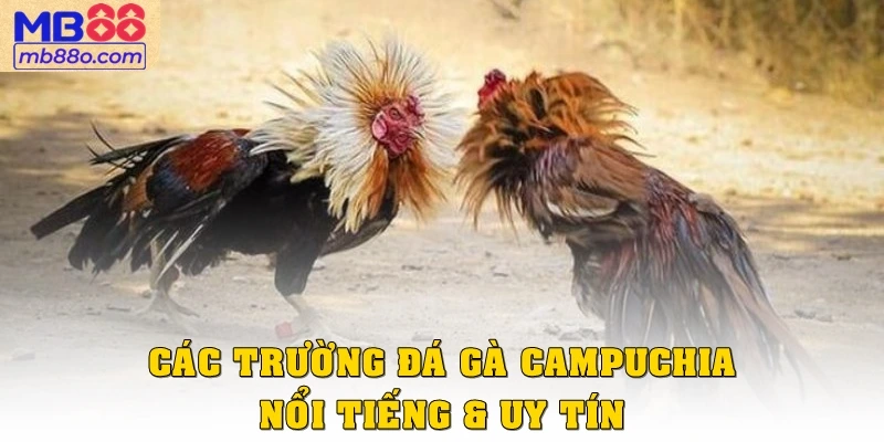 Các trường đá gà Campuchia nổi tiếng & uy tín