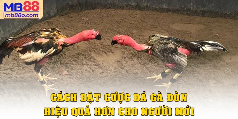 Cách đặt cược đá gà đòn hiệu quả hơn cho người mới