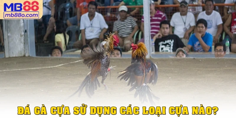 Đá gà cựa sử dụng các loại cựa nào?