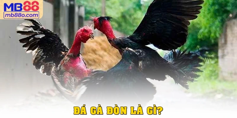 Đá gà đòn là gì?