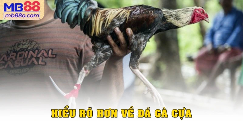 Hiểu rõ hơn về đá gà cựa