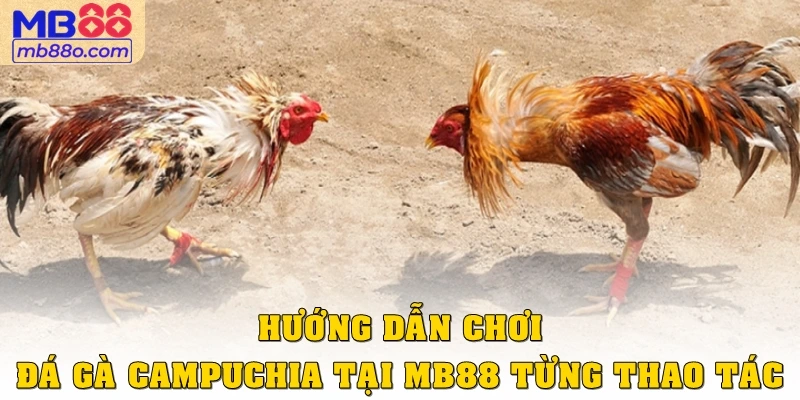 Hướng dẫn chơi đá gà Campuchia tại MB88 từng thao tác
