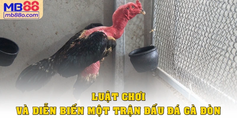 Luật chơi và diễn biến một trận đấu đá gà đòn