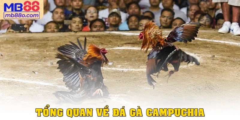 Tổng quan về đá gà Campuchia